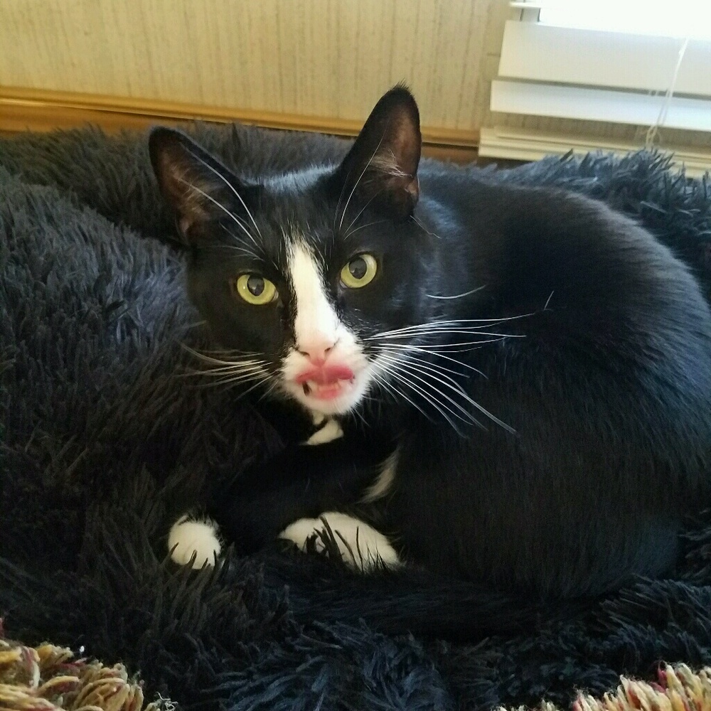 Meet your Posher, Evenda